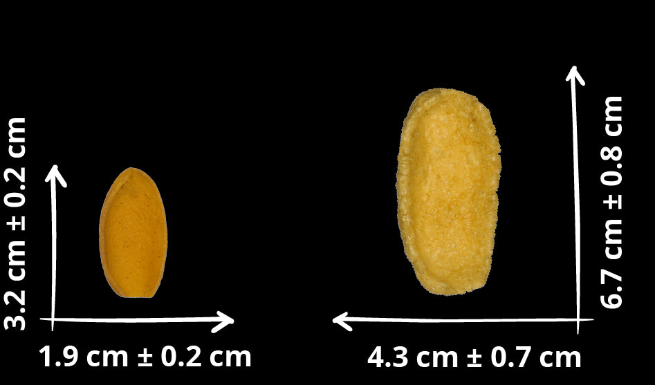 PALMEX CONCHA DE MAIZ 44 LBS
