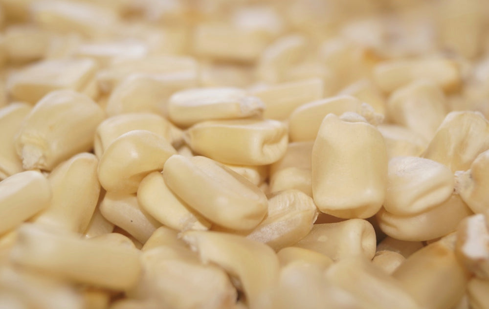 MAIZ BLANCO PARA TOTILLA 1/55 LBS